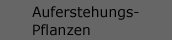 Auferstehungspflanze