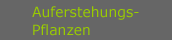Auferstehungspflanze