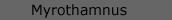 myrothamnus