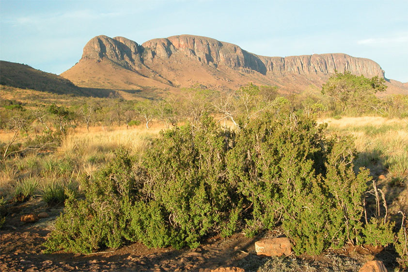 Myrothamnus w&auml;hrend der Regenzeit