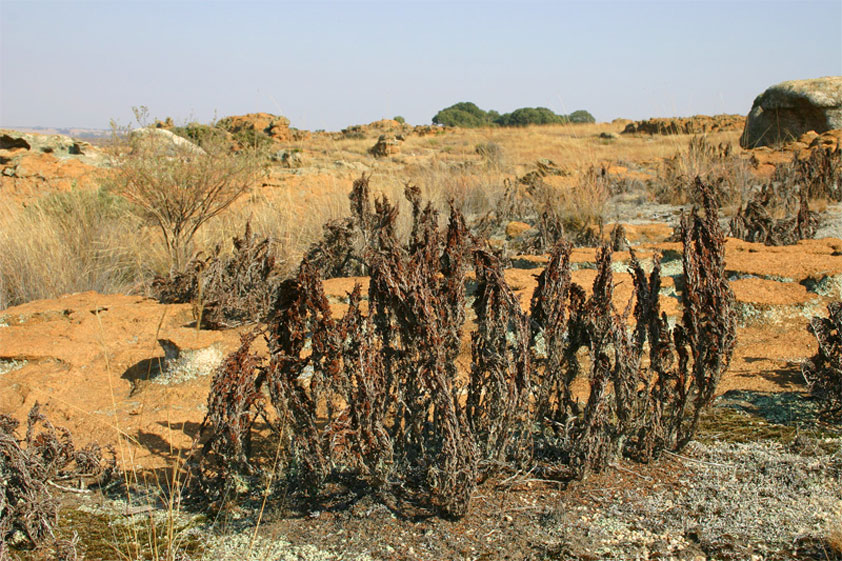 Myrothamnus w&auml;hrend der Trockenzeit