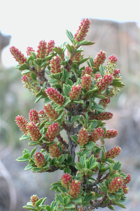 Myrothamnus flabellifoliain Blüte