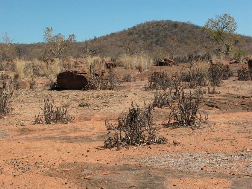 Myrothamnus flabellifolia in Trockenstarre