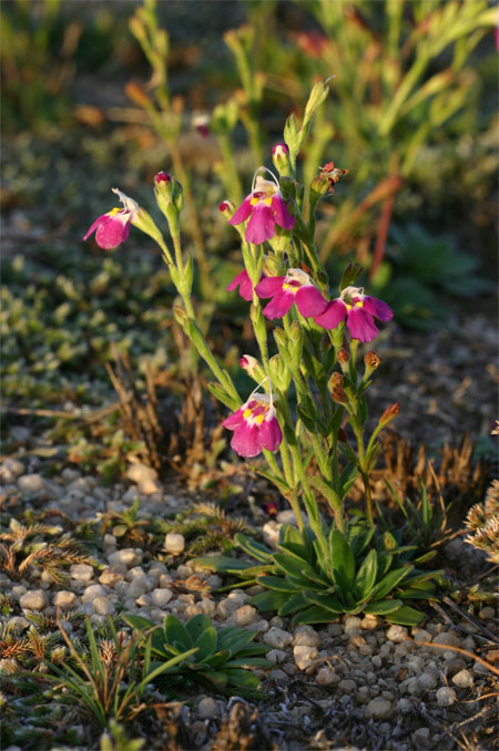 C. wilmsii mit zarten Blüten