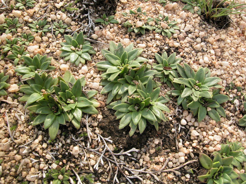 C. wilmsii ergrünt nach kurzem Regen